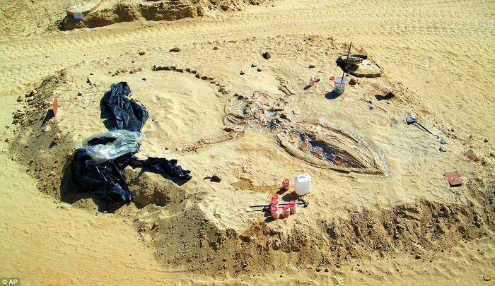 Một bộ hài cốt cá voi tiền sử được tìm thấy trong sa mạc ở Chile
